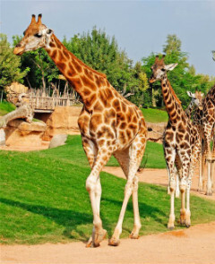 Bioparc Zoo of Valencia